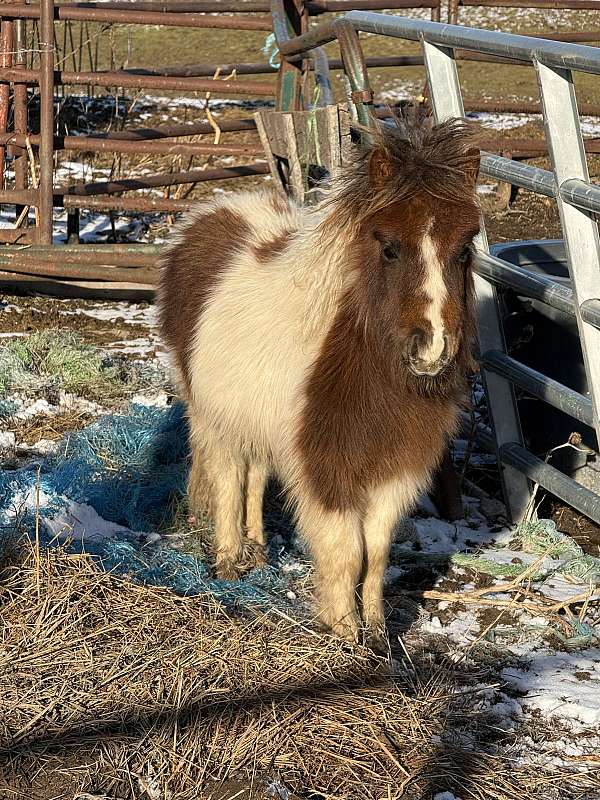 miniature-colt