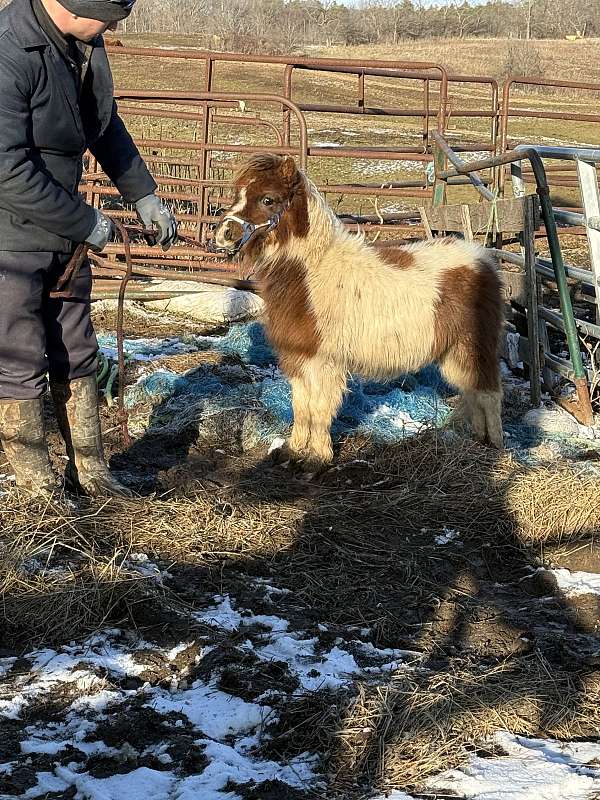miniature-horse-for-sale