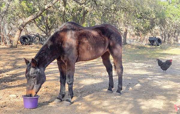 flip-mare