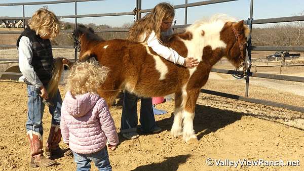 all-around-pony