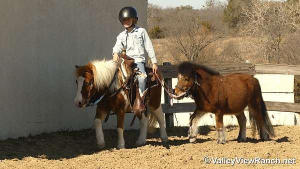 ridden-english-pony