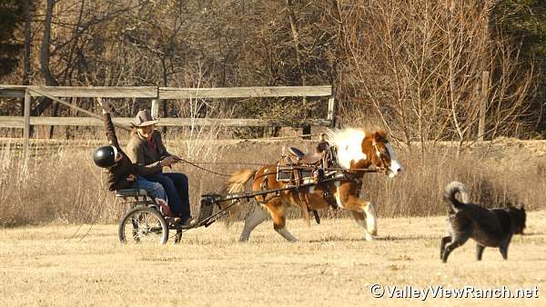 trail-pony