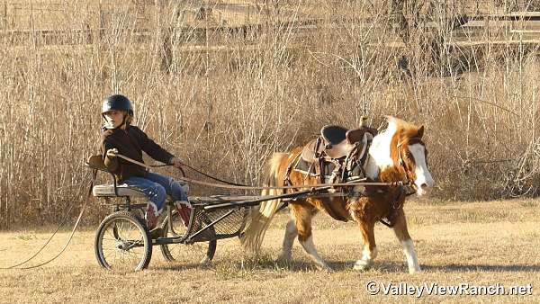 trail-riding-pony