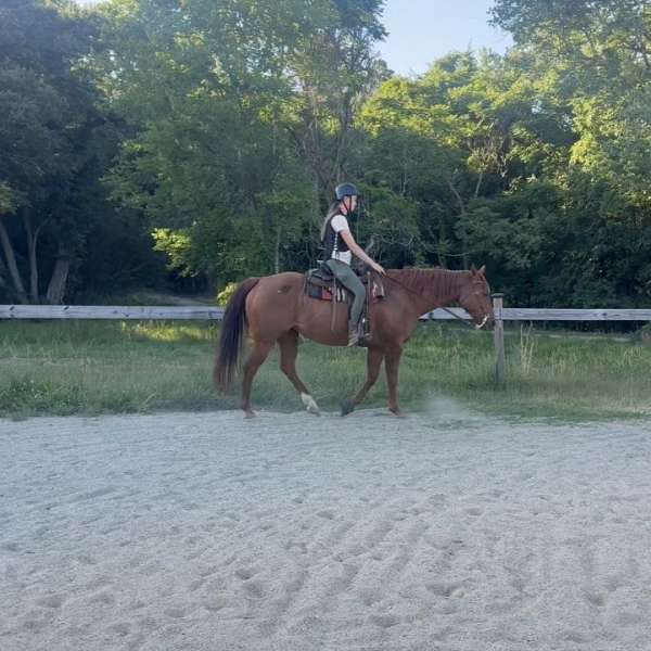 showmanship-companion-horse