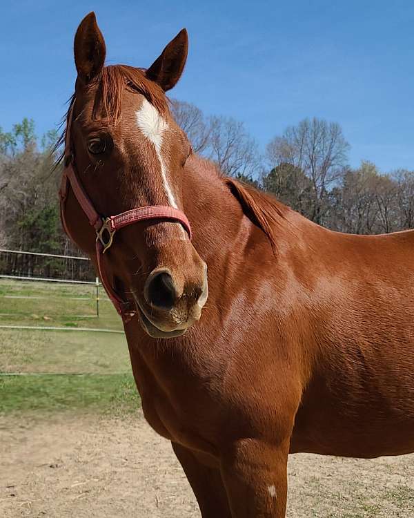 showmanship-companion-quarter-horse