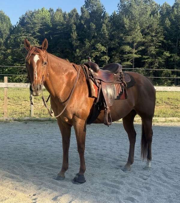 showmanship-companion-mare