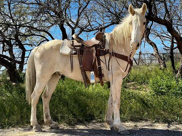 palomino-horse-for-sale
