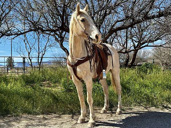palomino-gelding