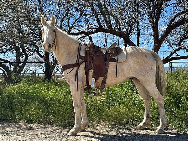 palomino-horse