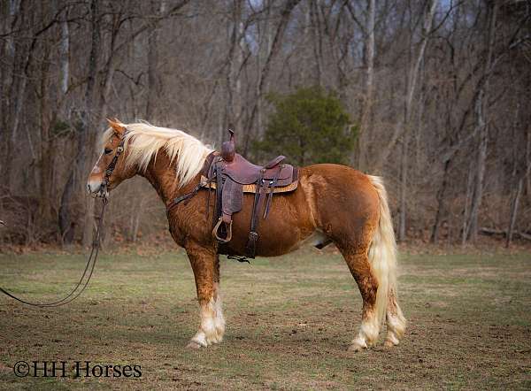 all-around-haflinger-horse