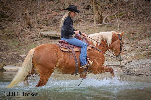 athletic-haflinger-horse