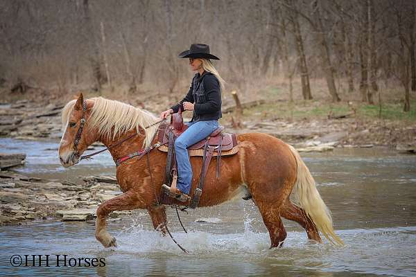 drill-team-haflinger-horse