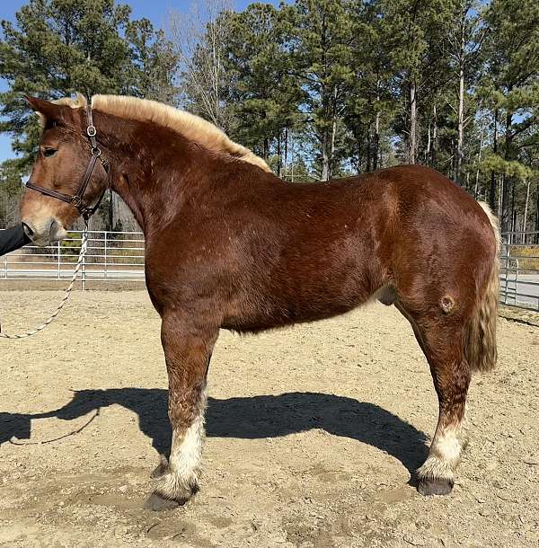sorrel-belgian-gelding