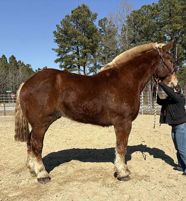 sorrel-gelding-for-sale