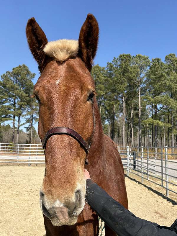 19-hand-belgian-gelding