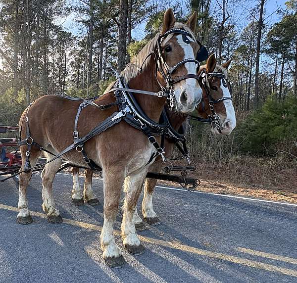 17-hand-belgian-mare