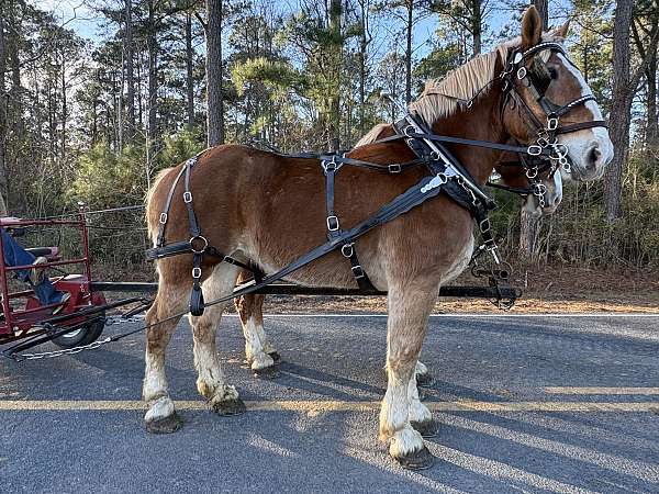 sorrel-mare-for-sale