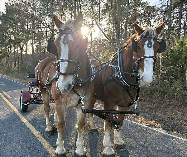 sorrel-belgian-mare