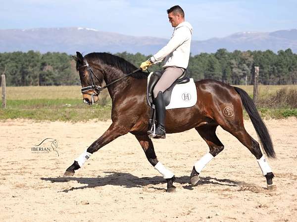 cde-stallion