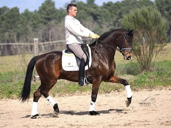 flying-changes-stallion