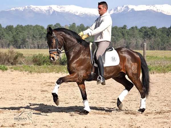 cde-oldenburg-horse