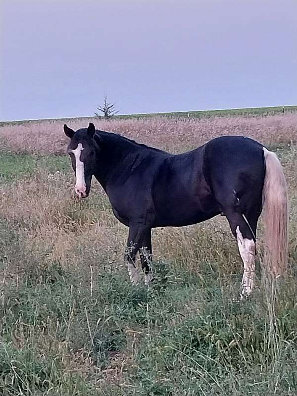 been-shown-spotted-saddle-horse