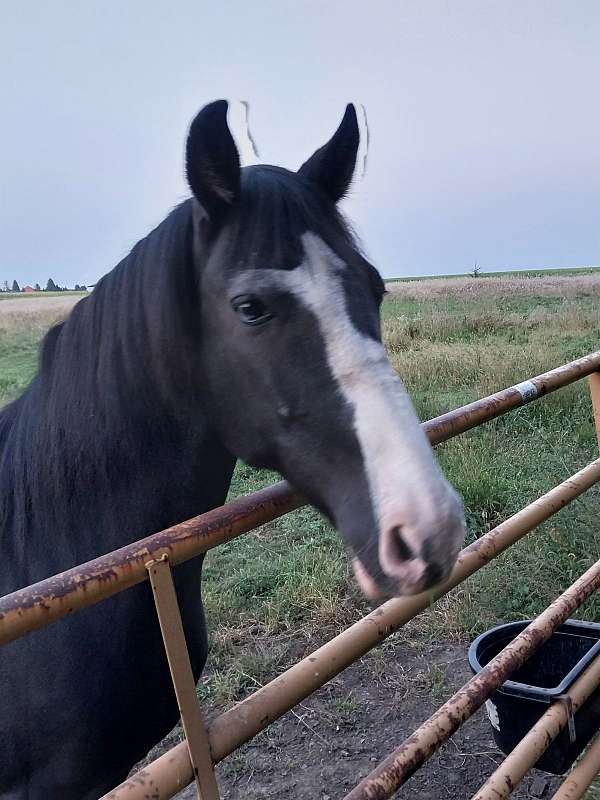 black-tobiano-spotted-saddle-horse