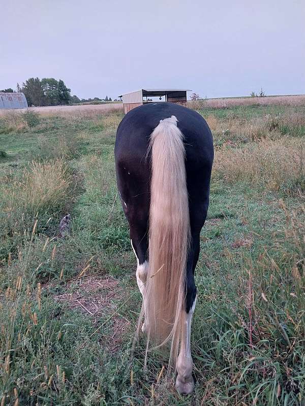 blue-spotted-saddle-horse