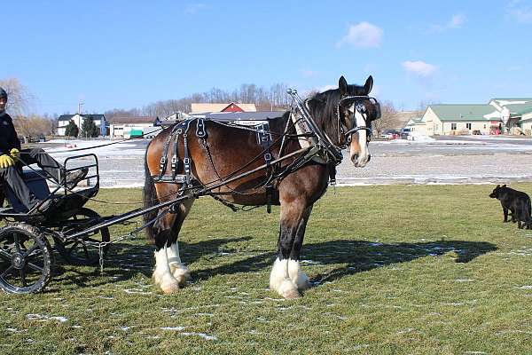 white-strip-legs-horse