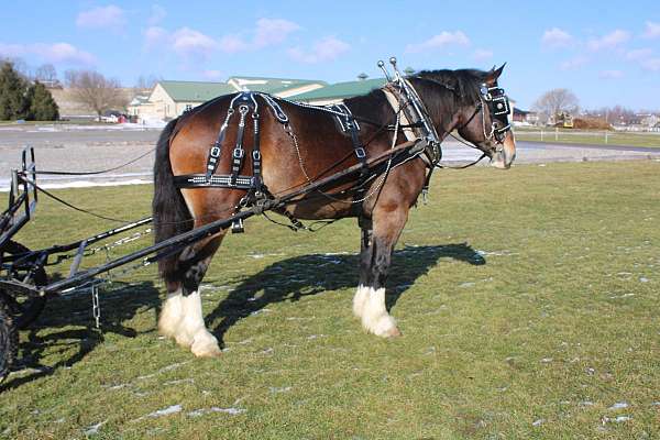 beginner-draft-horse