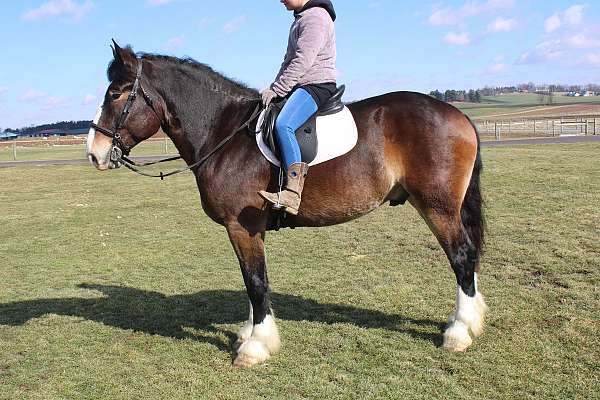 companion-draft-horse
