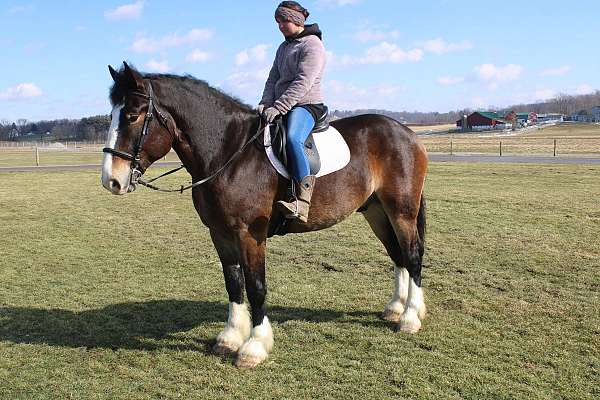 driving-draft-horse