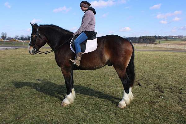 husband-safe-draft-horse