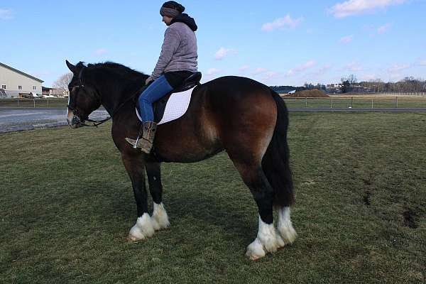 kid-safe-draft-horse