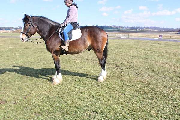 lesson-draft-horse