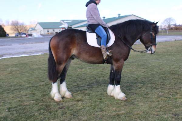 mounted-patrol-draft-horse