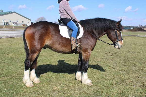 parade-draft-horse