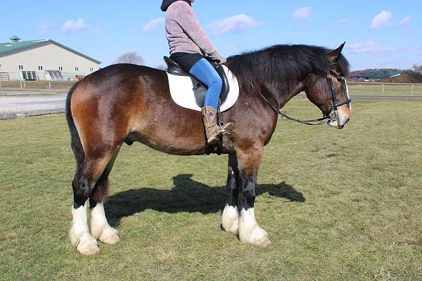 pleasure-driving-draft-horse