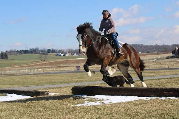ridden-english-draft-horse