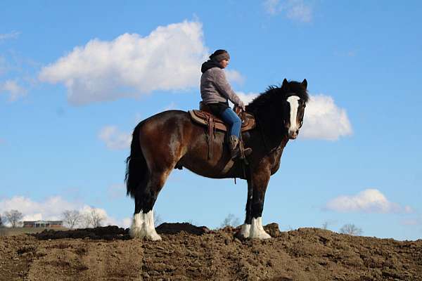 trail-draft-horse