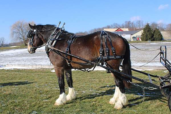 team-driving-draft-horse