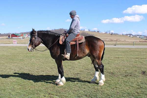 bay-white-strip-legs-horse