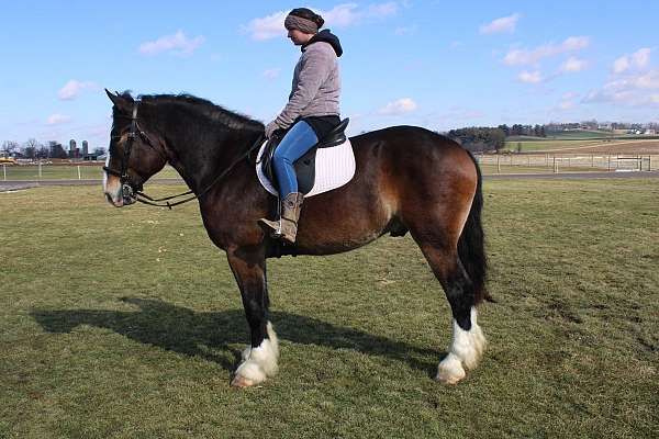 english-pleasure-draft-horse