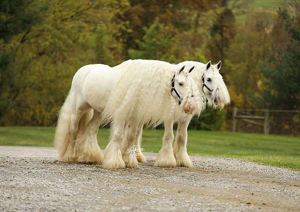 white-therapy-pony