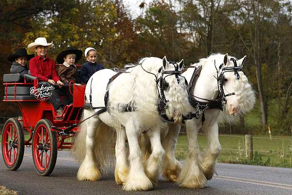 all-around-quarter-pony