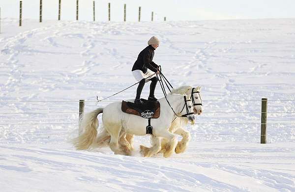companion-quarter-pony