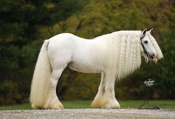 flashy-quarter-pony