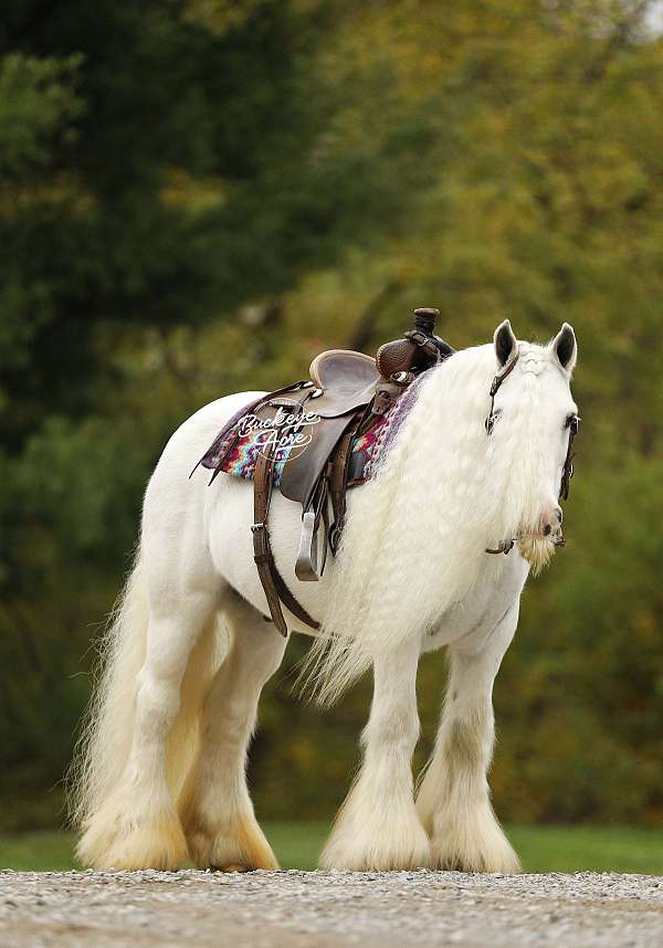 harness-quarter-pony