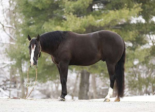 blaze-white-socks-horse