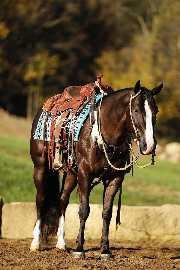 black-blaze-white-socks-horse